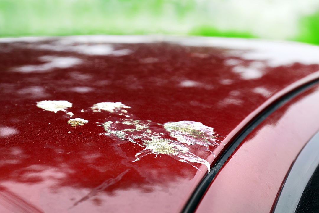 Auf den Lack gekackt: Wie kann ich Vogelkot von meinem Auto entfernen?